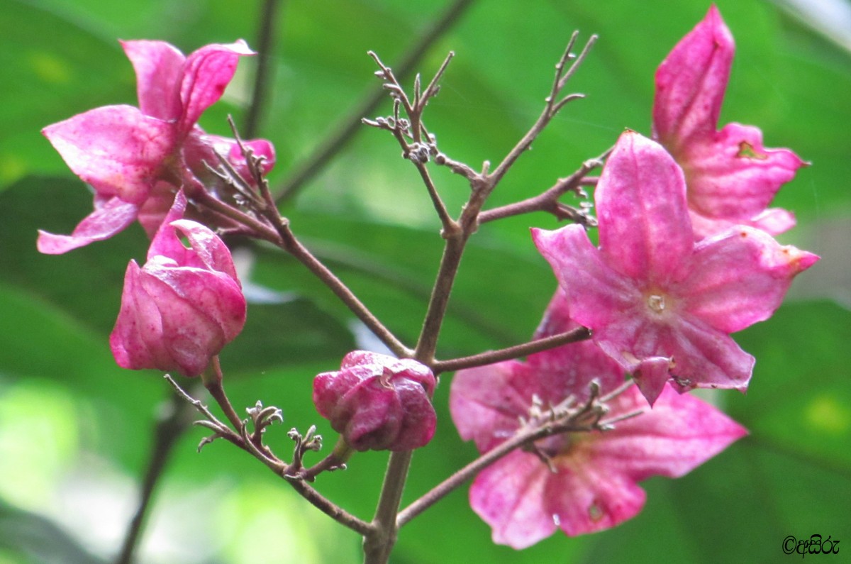 Clerodendrum infortunatum L.